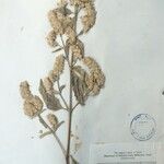 Pogostemon benghalensis Інше