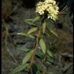 Rhododendron columbianum Hábito