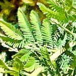 Acacia baileyana Лист