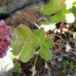 Hylotelephium anacampseros Leaf