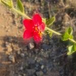 Hibiscus aponeurus Blüte