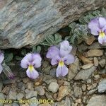 Viola diversifolia موطن