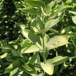 Ruscus hypophyllum Leaf