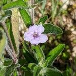 Ruellia humilis Kvet