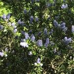 Ceanothus parryi