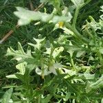 Solanum triflorum Blad