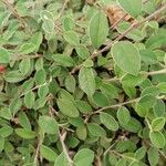 Cotoneaster pannosus Blad