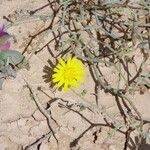 Launaea mucronata Flower