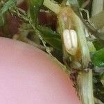 Zannichellia palustris Цветок