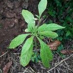 Neurolaena lobata Leaf