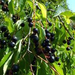 Prunus serotina Fruit