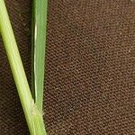 Calamagrostis arundinacea Likasa