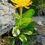 Doronicum clusii Habit