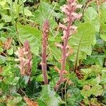 Orobanche hederae Habitat