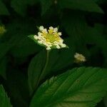 Lantana achyranthifolia Квітка