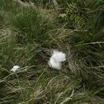 Eriophorum vaginatumЦветок