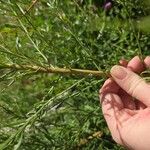 Baccharis sarothroides Corteza