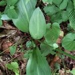 Platanthera bifolia पत्ता