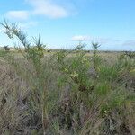 Gomphocarpus integer Habit