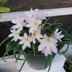 Zephyranthes robustaപുഷ്പം