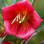 Thiollierea lenormandii Flor