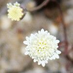 Chaenactis stevioides Floare