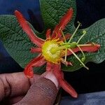Passiflora cinnabarina Flor