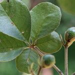 Vitex madiensis Folha