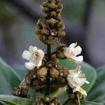 Gmelina neocaledonica Meyve