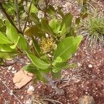 Cloezia floribunda Συνήθη χαρακτηριστικά