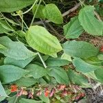 Thunbergia coccinea 葉