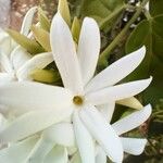 Jasminum grandiflorum Flor