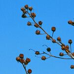 Bejaria racemosa 形態