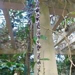 Strongylodon macrobotrys Otro
