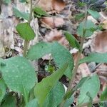 Pulmonaria helvetica موطن