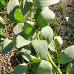 Vicia faba Fuelha