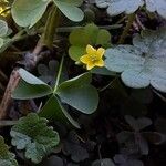 Oxalis stricta 花