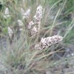 Aeluropus littoralis 花