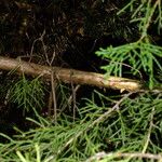 Chamaecyparis thyoides Bark