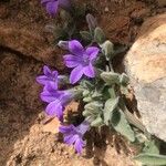 Campanula andrewsii Flower