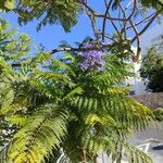 Jacaranda mimosifolia Λουλούδι