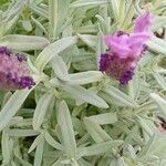 Lavandula stoechas 葉