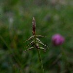 Carex macrostylos Frukto