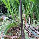 Sauromatum venosum Leaf