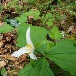 Trillium ovatum पत्ता