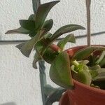 Crassula ovataЛисток