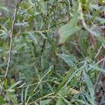 Salix exigua Blatt