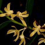 Dendrobium crassifolium Fiore