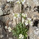 Draba dubia Hábito