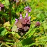 Lamium purpureum Floare